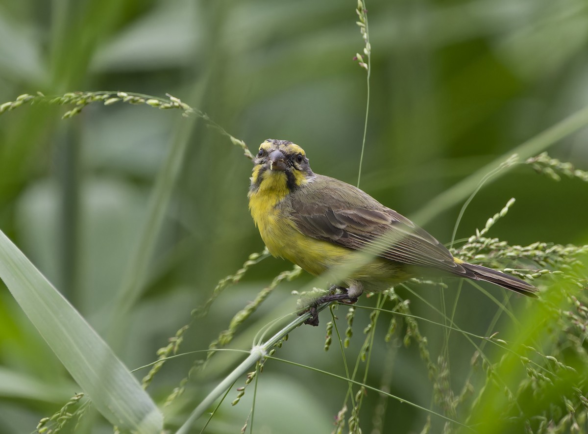 Yellow-fronted Canary - ML619613217