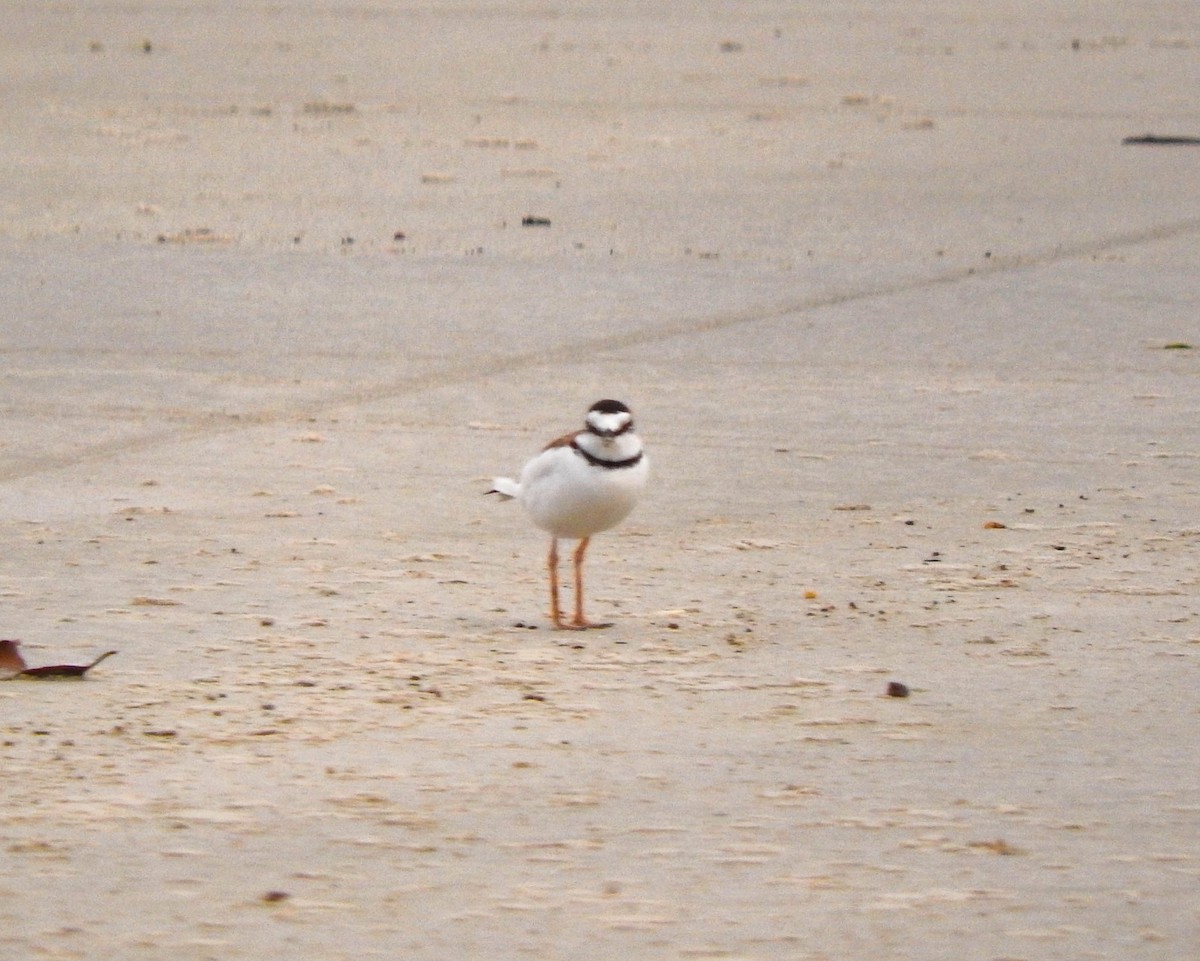 Collared Plover - ML619613223