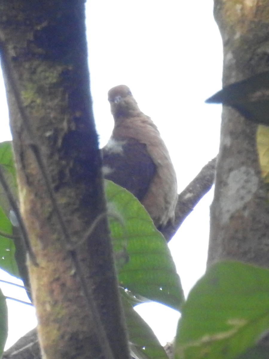 Barred Cuckoo-Dove - ML619613229