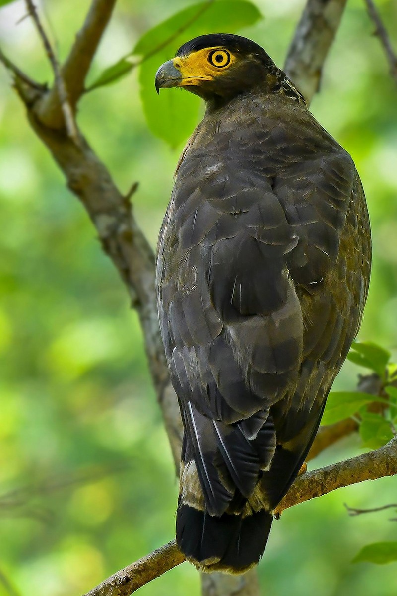 Crested Serpent-Eagle - ML619613231