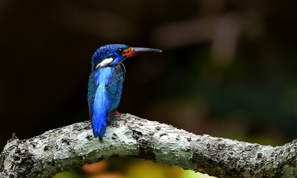 Blue-eared Kingfisher - ML619613234