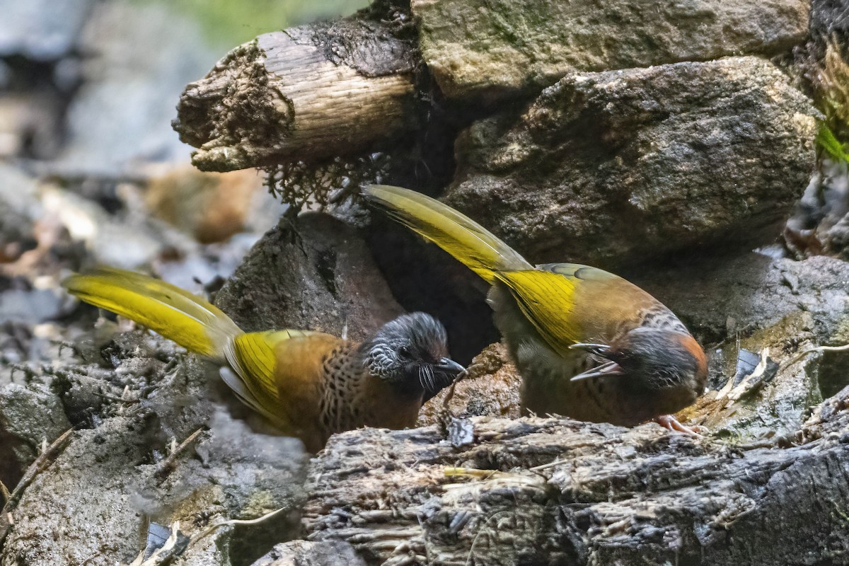 Chestnut-crowned Laughingthrush - ML619613248
