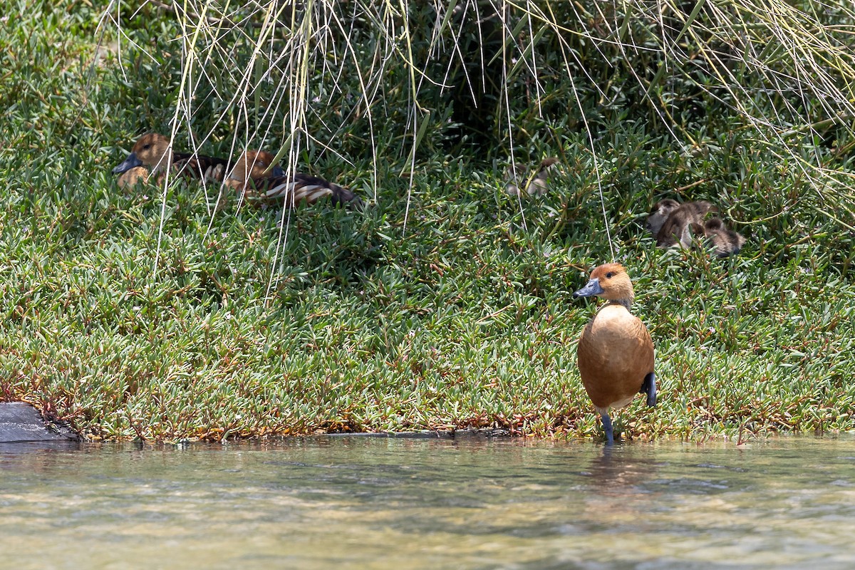 Fulvous Whistling-Duck - ML619613339