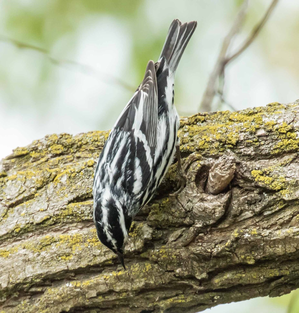 Black-and-white Warbler - ML619613419