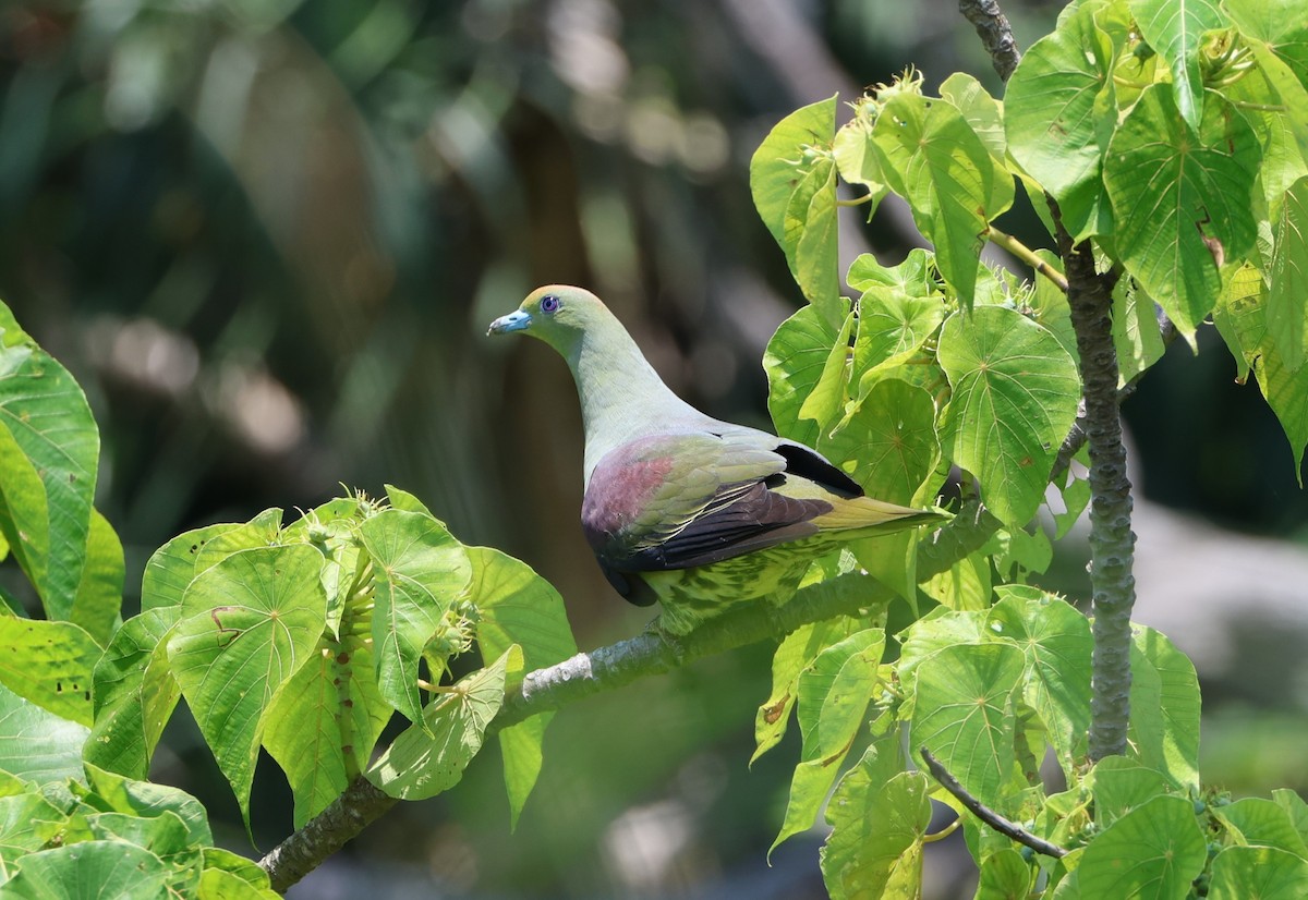 Whistling Green-Pigeon - ML619613449