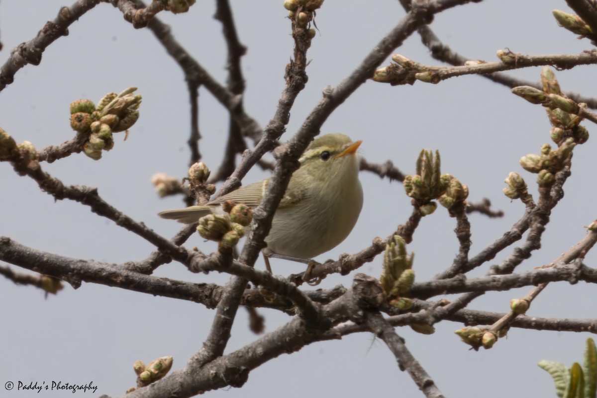Hume's Warbler - ML619613463