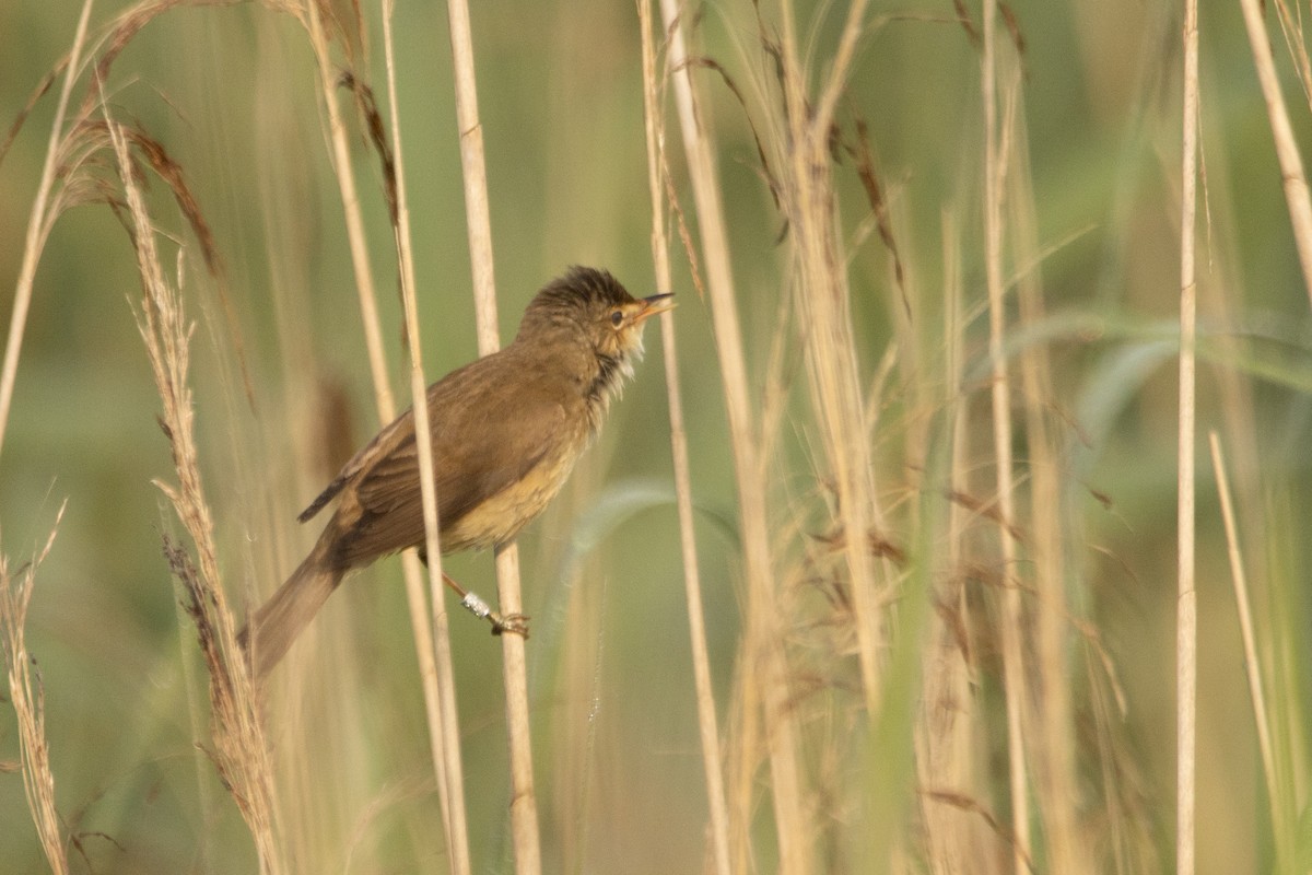 Common Reed Warbler - ML619613477