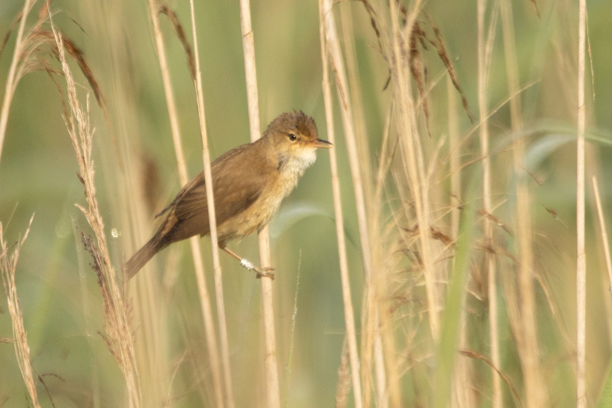 Common Reed Warbler - ML619613482