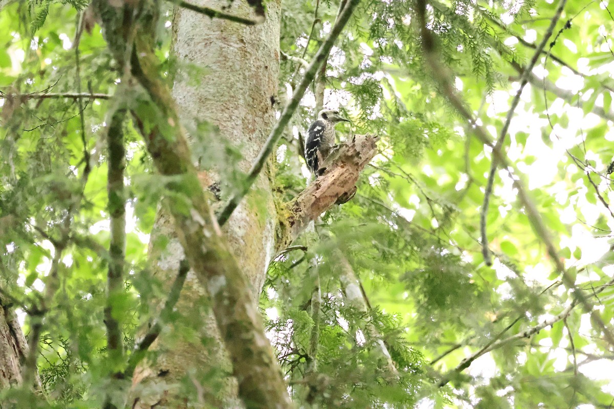 Gray-capped Pygmy Woodpecker - ML619613483