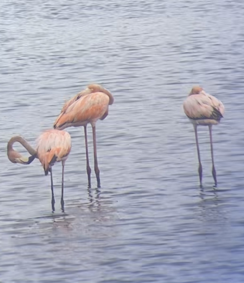 Amerika Flamingosu - ML619613491