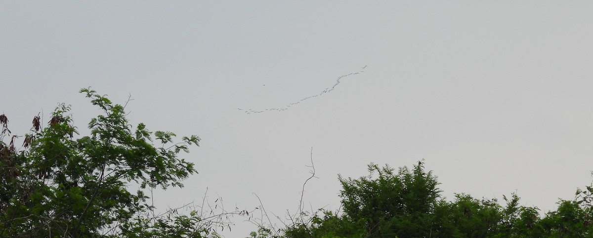 ibis hnědý - ML619613495