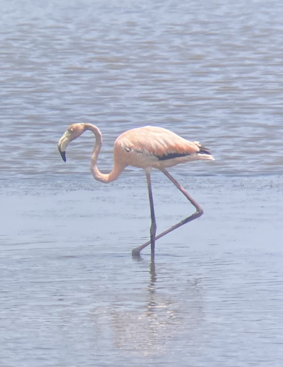 Amerika Flamingosu - ML619613558