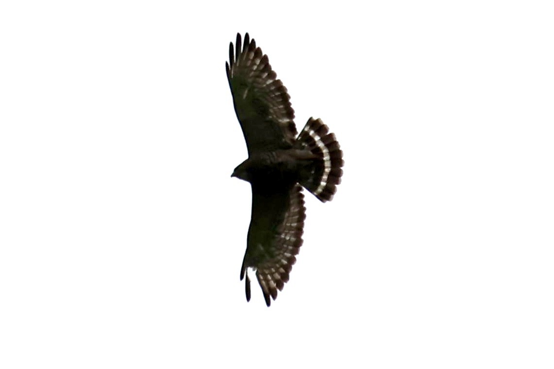 Broad-winged Hawk - ML619613563