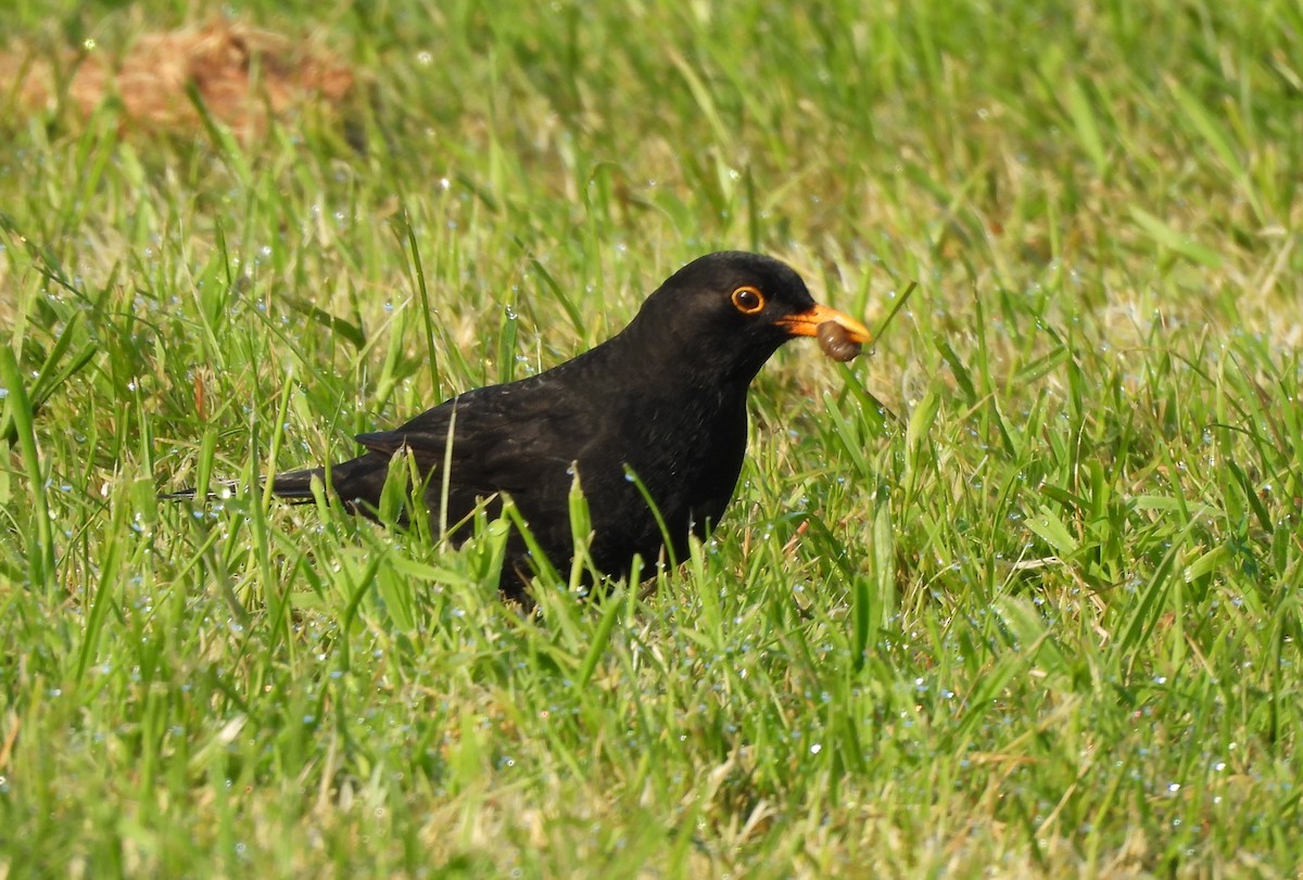 Eurasian Blackbird - ML619613605