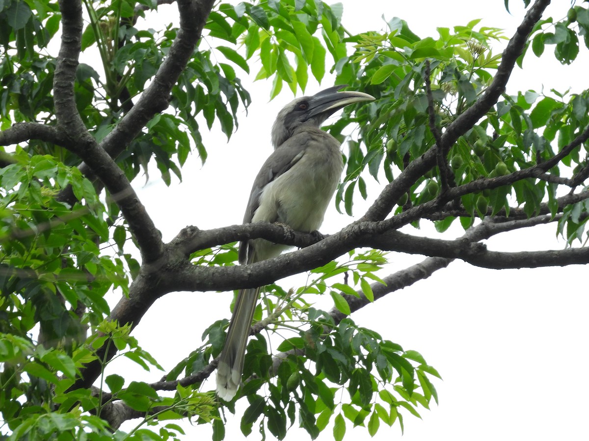 Indian Gray Hornbill - ML619613611