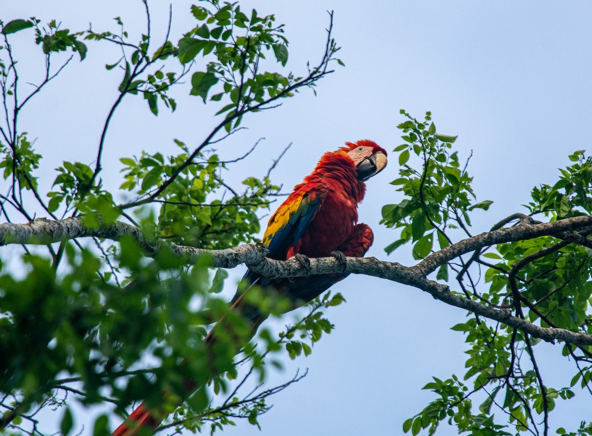 Scarlet Macaw - ML619613612