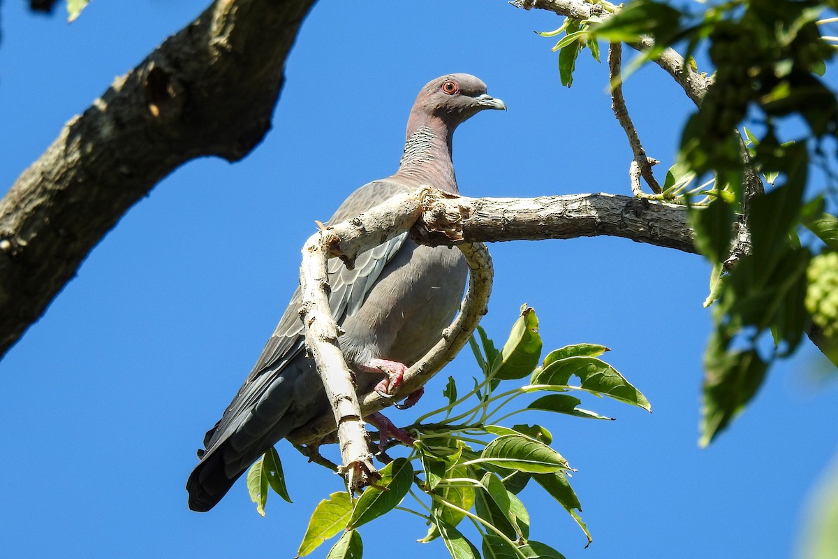 Picazuro Pigeon - ML619613615