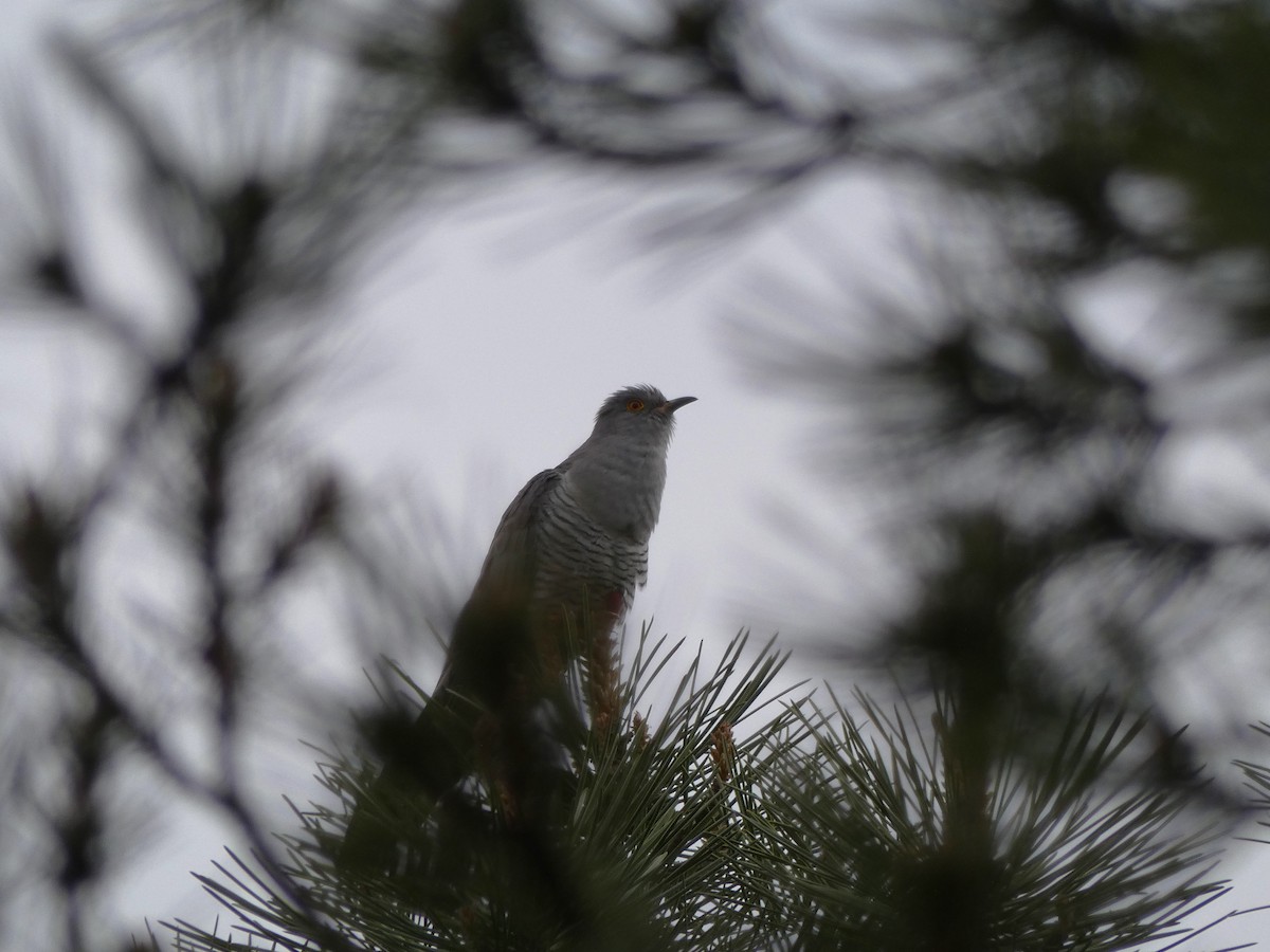 Common Cuckoo - ML619613641