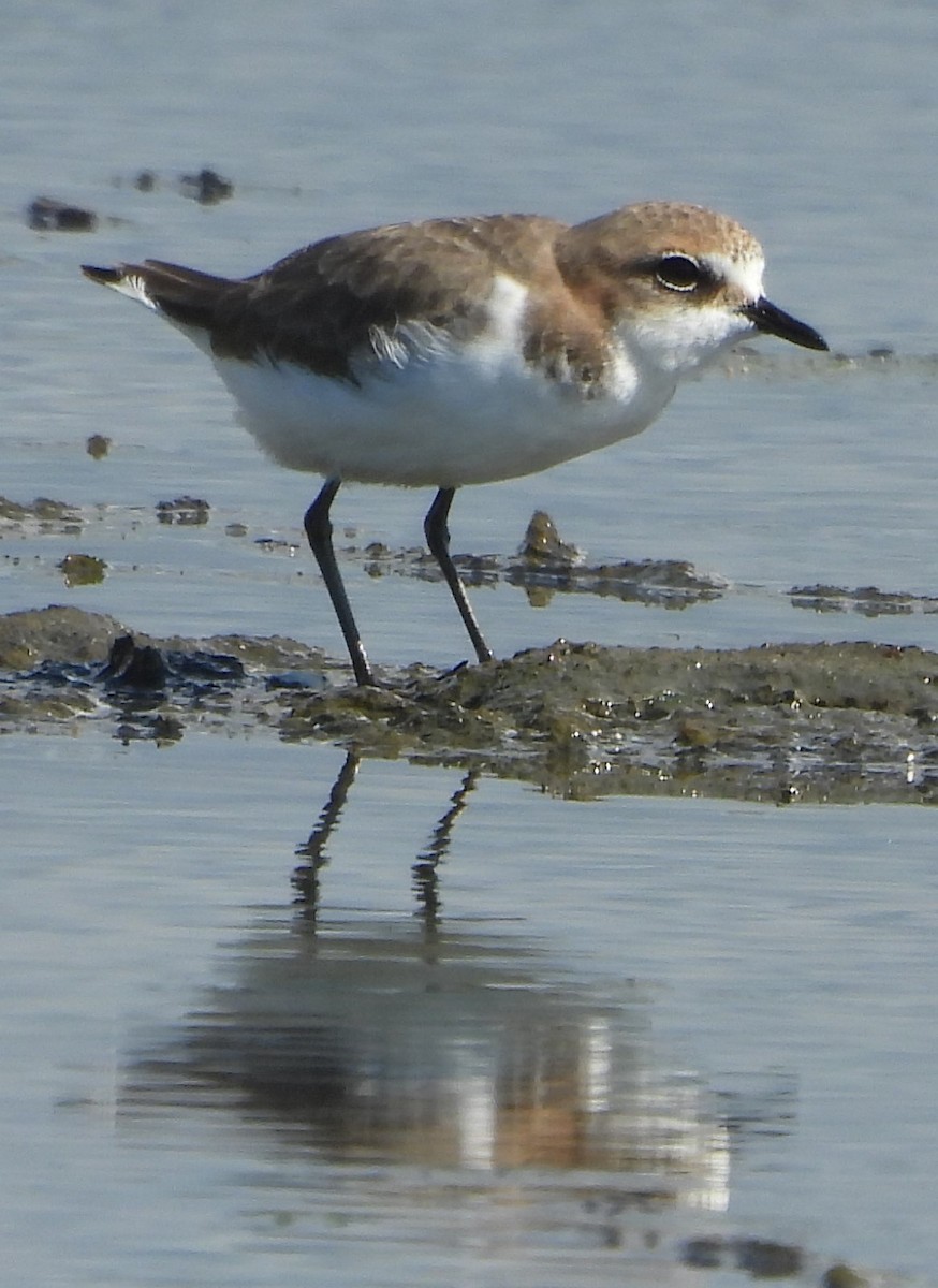 Red-capped Plover - ML619613695