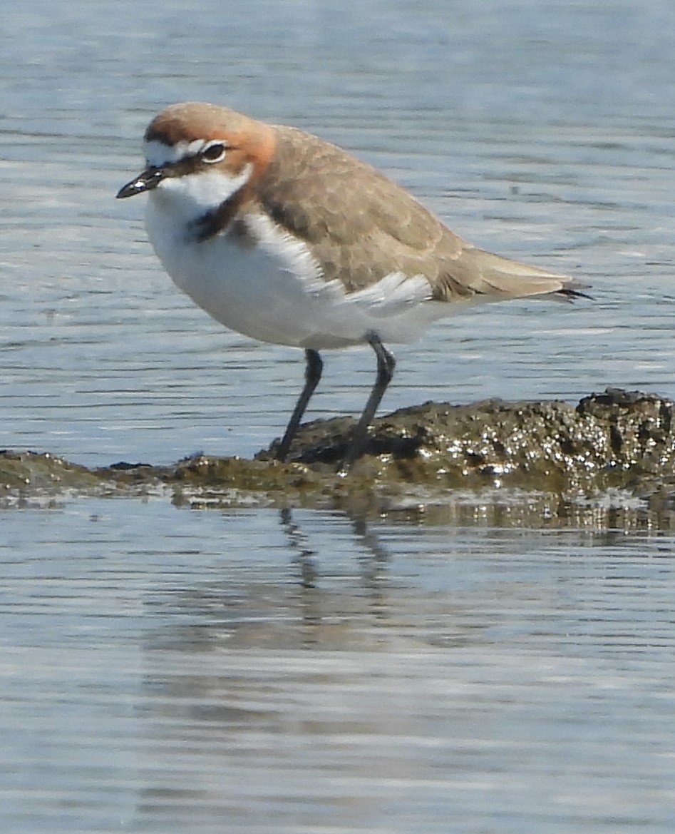 Red-capped Plover - ML619613696