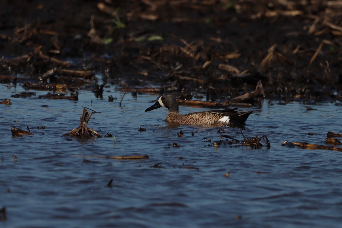 Blue-winged Teal - ML619613739