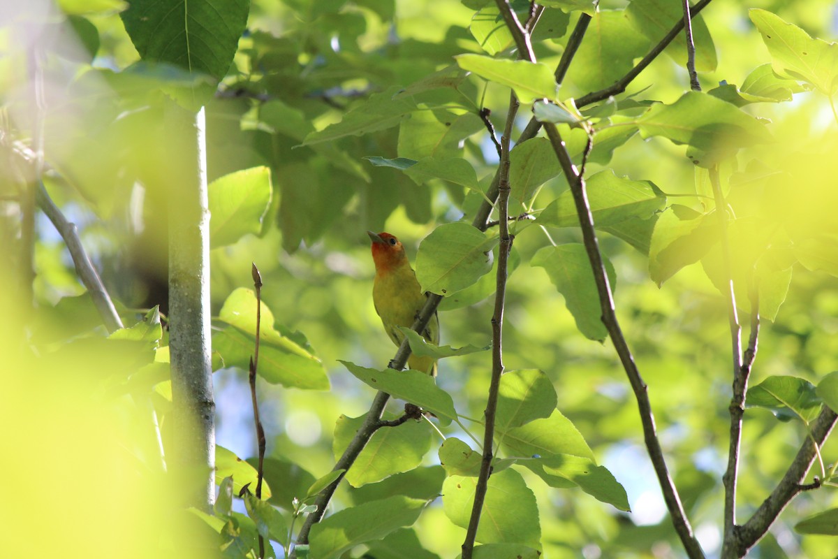 Western Tanager - ML619613740