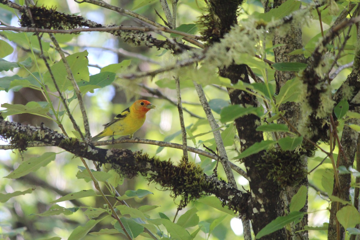 Western Tanager - ML619613744