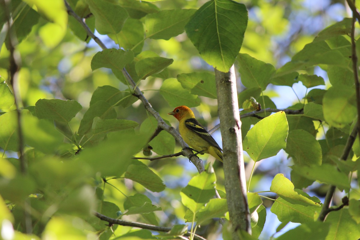 Western Tanager - ML619613745