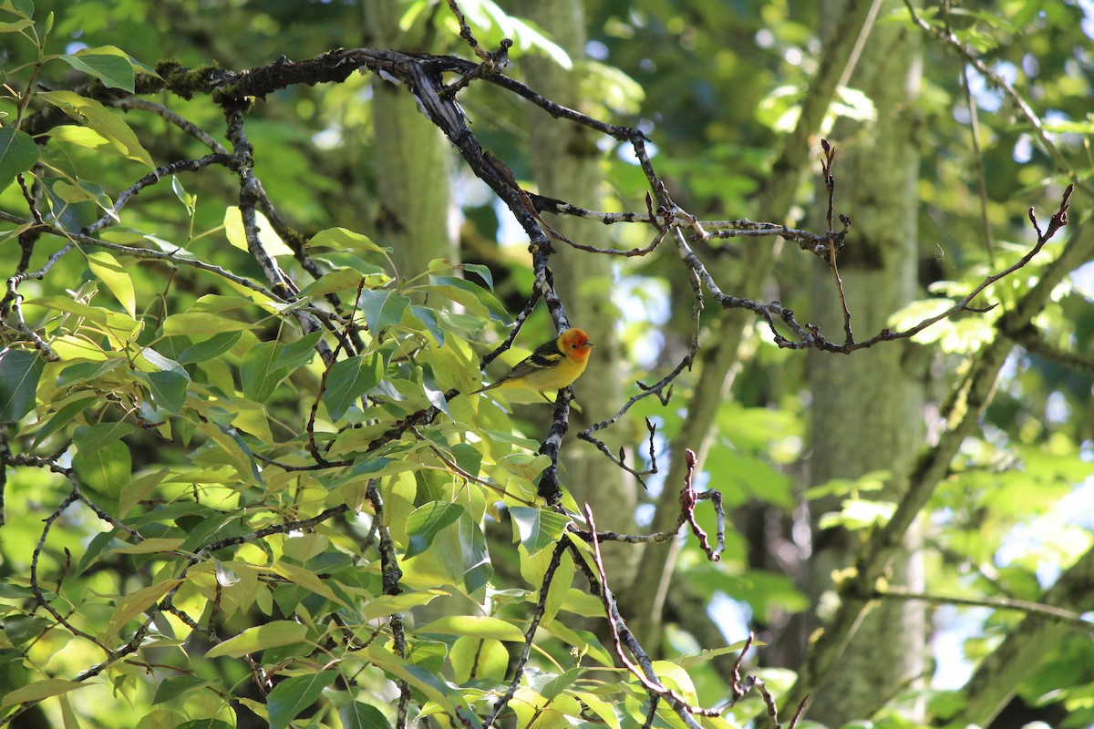Western Tanager - ML619613748