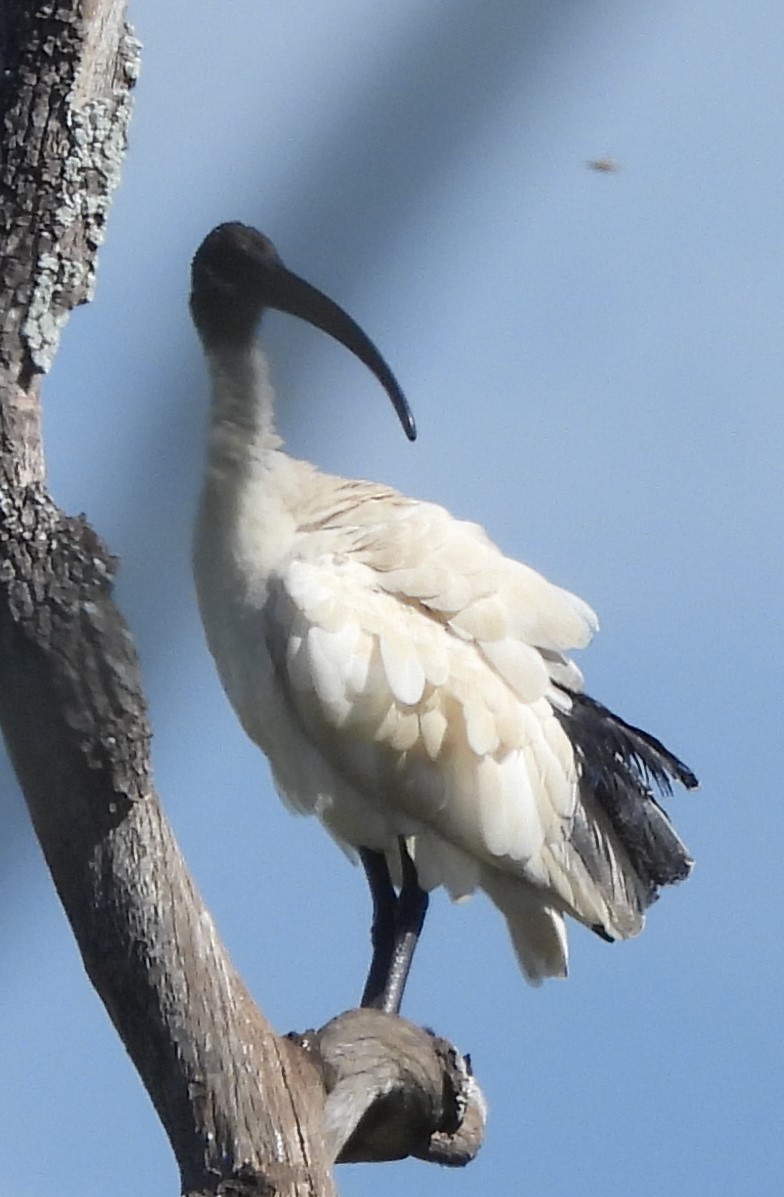 ibis australský - ML619613753