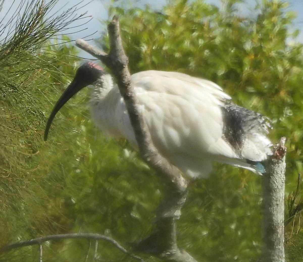 ibis australský - ML619613754