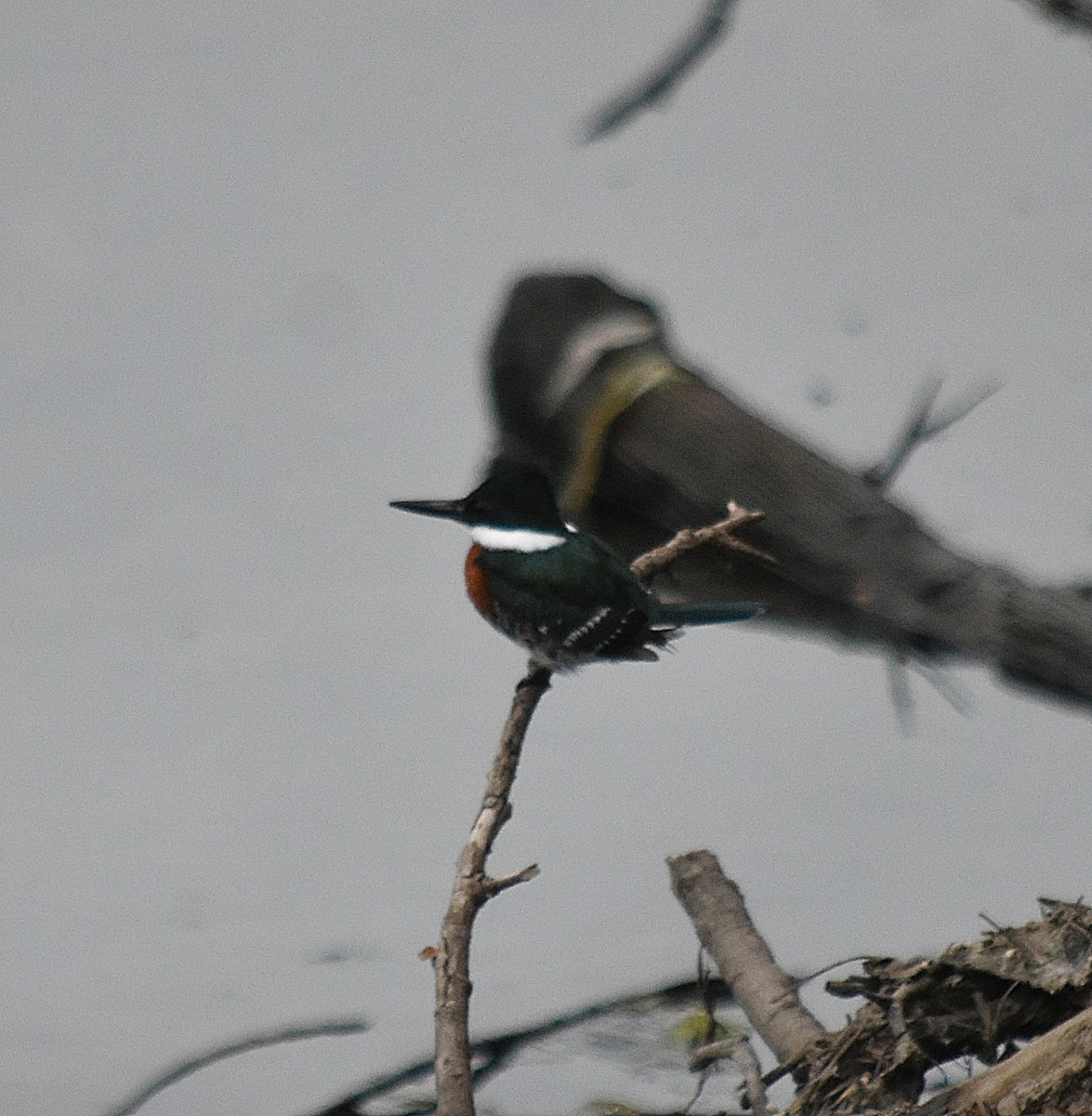 Green Kingfisher - ML619613762