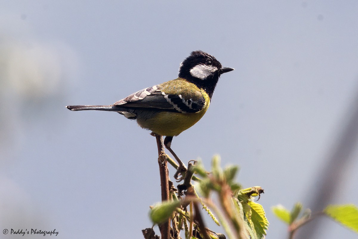 Green-backed Tit - ML619613806