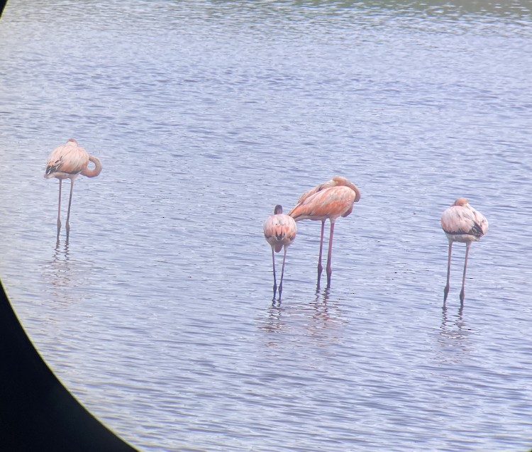 Amerika Flamingosu - ML619613812