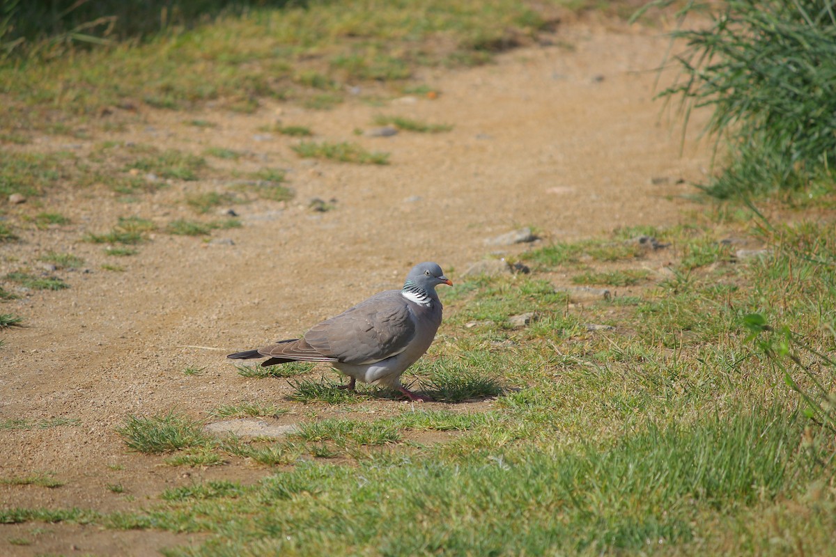 Common Wood-Pigeon - ML619613838