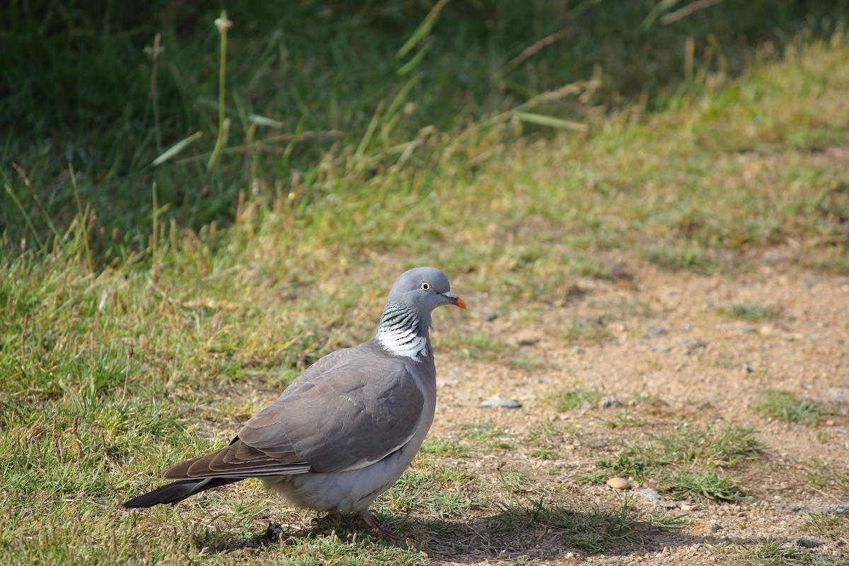 Common Wood-Pigeon - ML619613839
