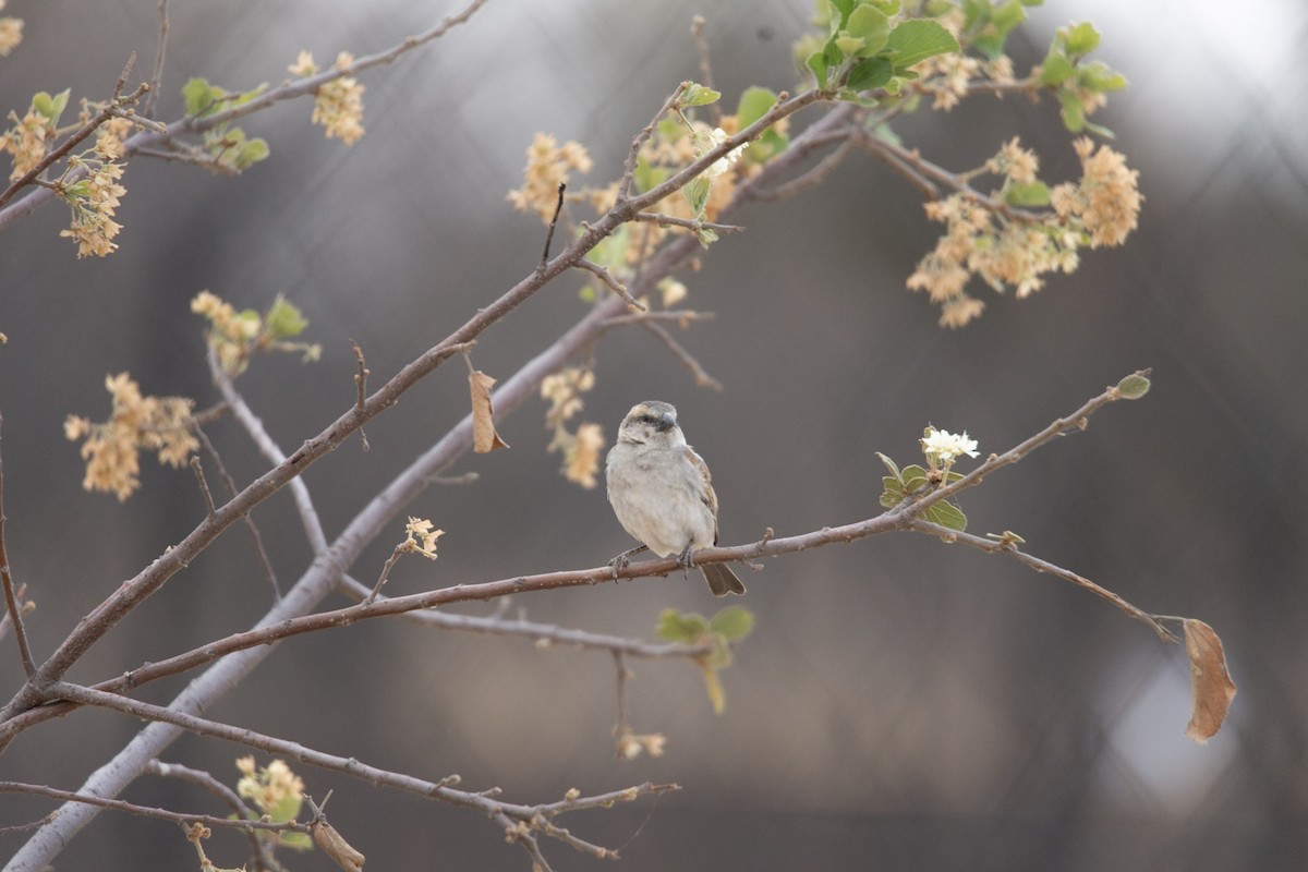 Southern Gray-headed Sparrow - ML619613878