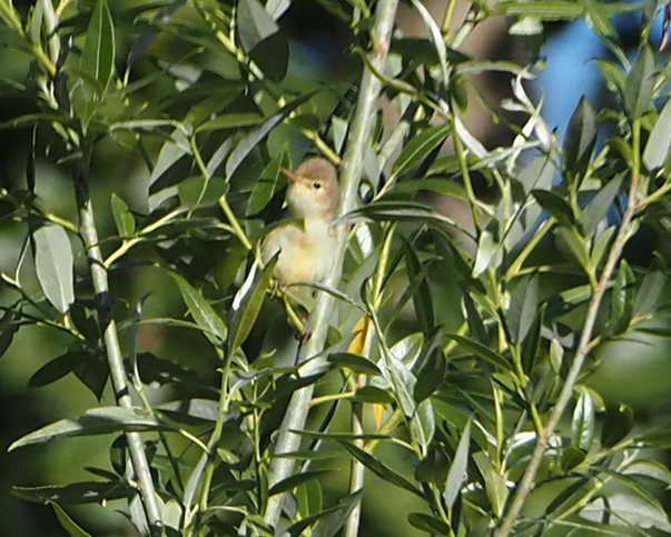 Melodious Warbler - ML619613919