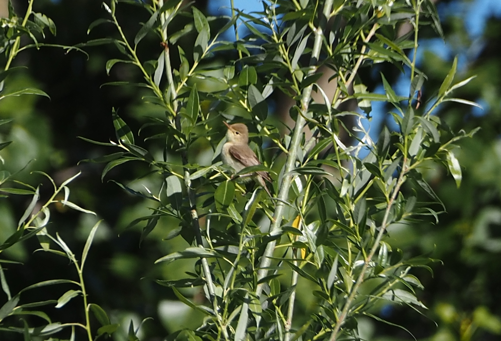 Melodious Warbler - ML619613920
