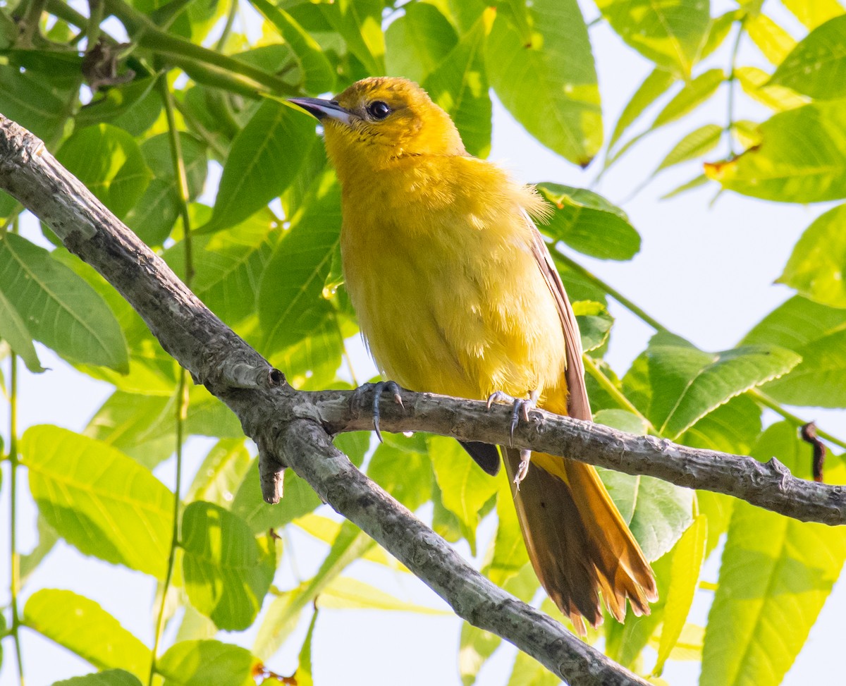 Orchard Oriole - ML619613928