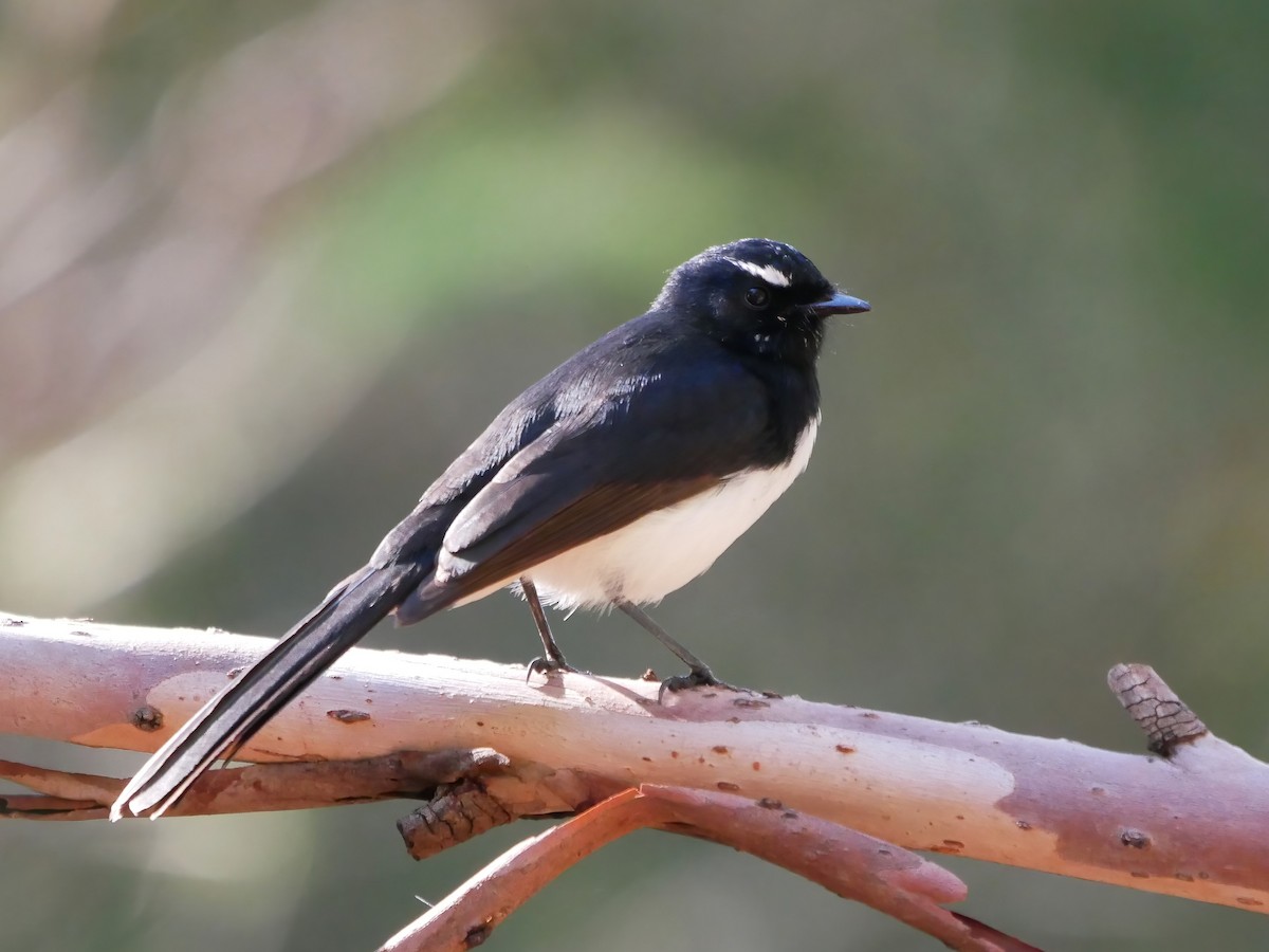 Willie-wagtail - ML619613958