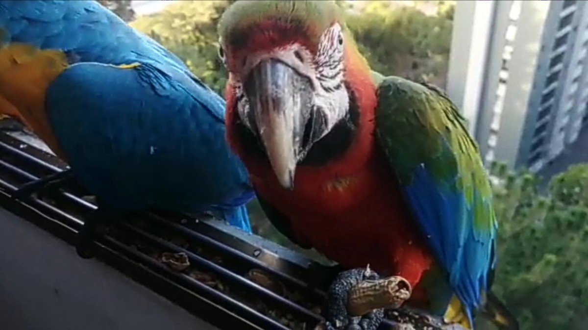 Blue-and-yellow x Red-and-green Macaw (hybrid) - ML619613974