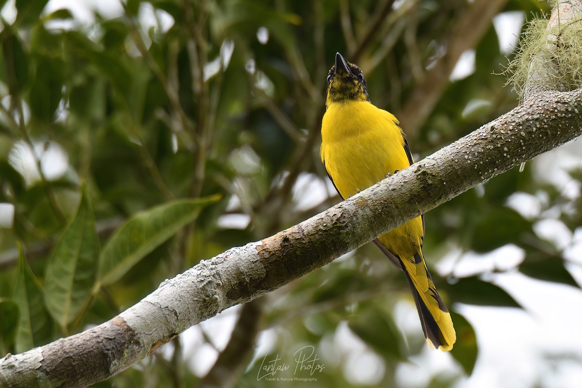 Scarlet Minivet (Philippine Yellow) - ML619613983