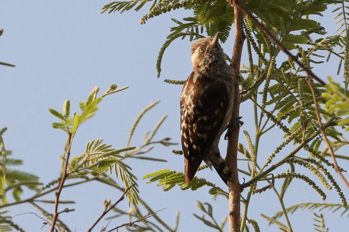 Brown-capped Pygmy Woodpecker - ML619614009