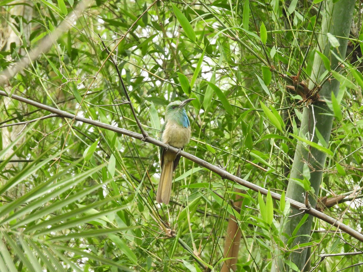Blue-bearded Bee-eater - ML619614015