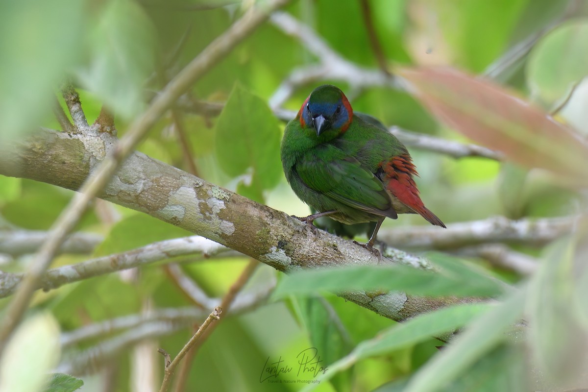 Red-eared Parrotfinch - ML619614042