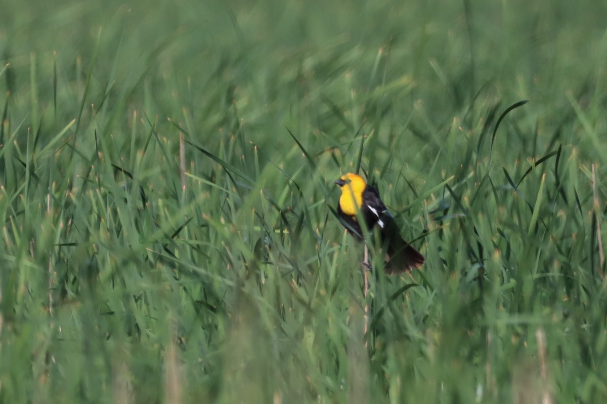 Yellow-headed Blackbird - ML619614048