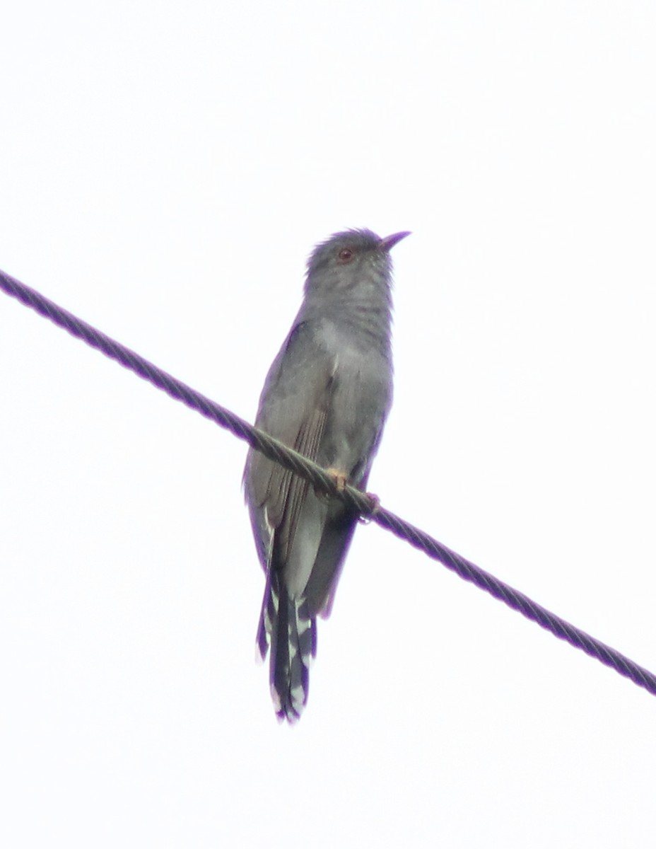 Gray-bellied Cuckoo - ML619614056