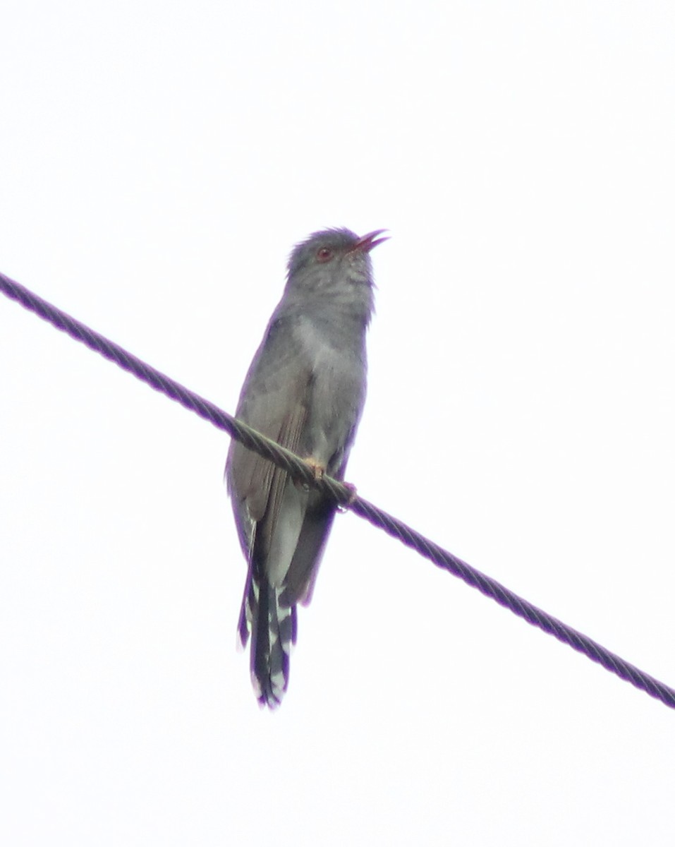 Gray-bellied Cuckoo - ML619614064