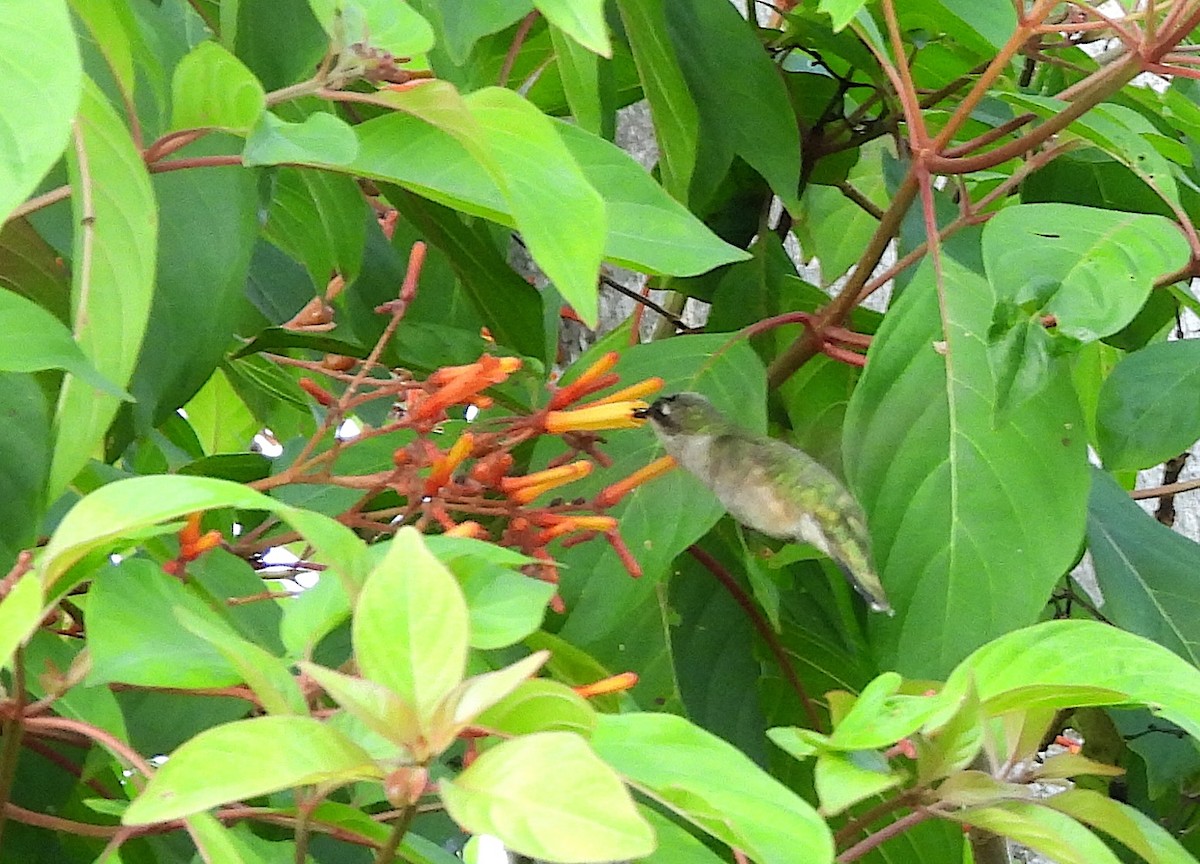 Ruby-throated Hummingbird - ML619614071